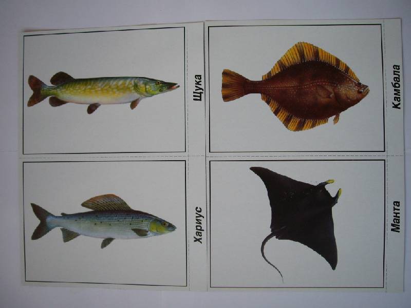 Иллюстрация 2 из 3 для Игра: Рыбы морские и пресноводные | Лабиринт - книги. Источник: Татиана