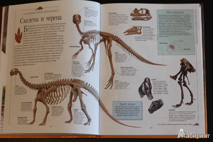 Иллюстрация 44 из 45 для Динозавры и рептилии | Лабиринт - книги. Источник: LittleDragon