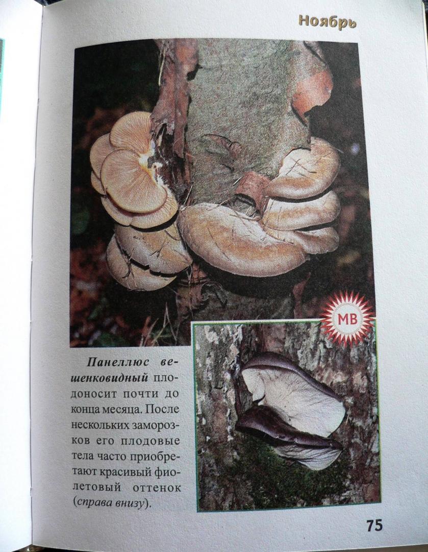 Иллюстрация 17 из 32 для За грибами с ноября по май - Михаил Вишневский | Лабиринт - книги. Источник: Mурaшкa