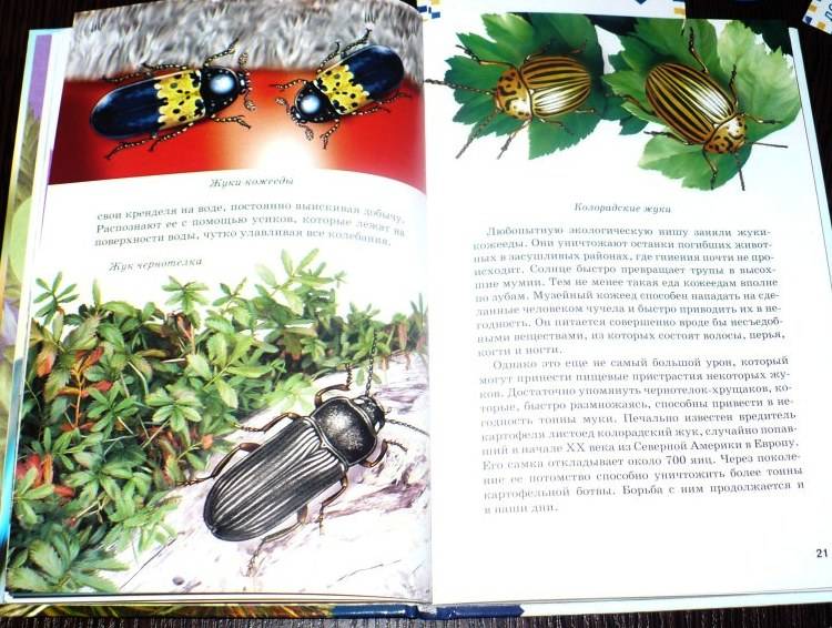 Иллюстрация 12 из 40 для Жуки и другие удивительные насекомые - Сергей Афонькин | Лабиринт - книги. Источник: -  Юлия -