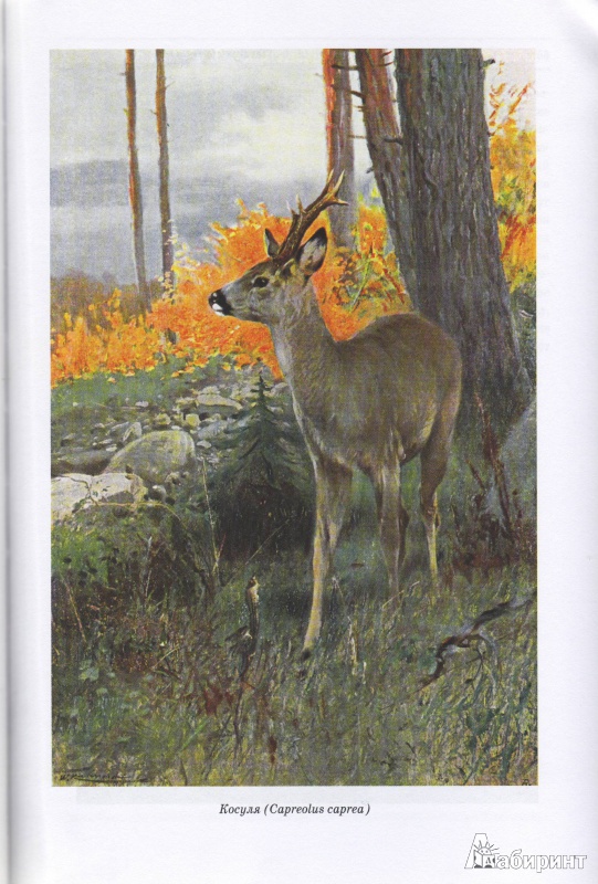 Иллюстрация 16 из 42 для Животный мир. Его быт и среда. В 3-х томах - Вильгельм Гааке | Лабиринт - книги. Источник: Трубадур