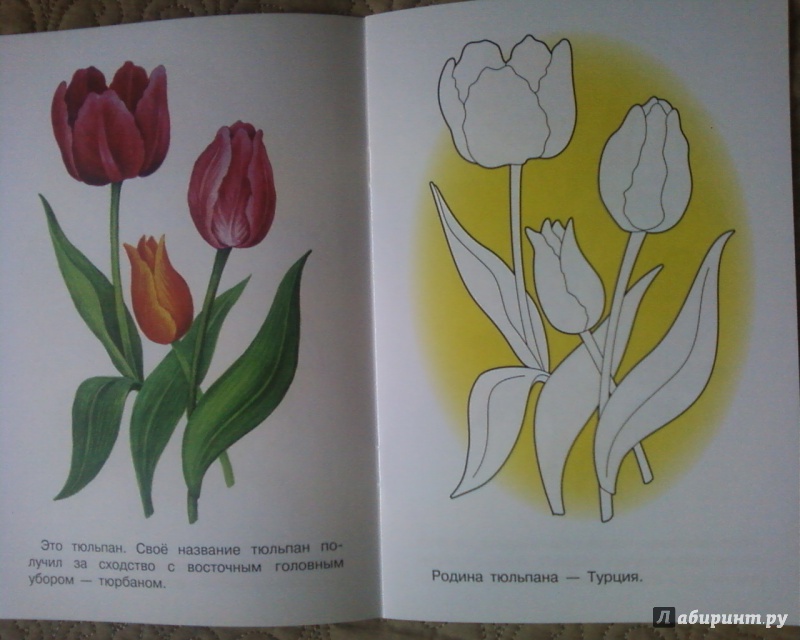 Иллюстрация 18 из 33 для Раскраска "Садовые цветы" | Лабиринт - книги. Источник: Родионова  Надежда