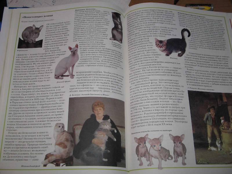 Иллюстрация 10 из 15 для Загадки кошек - Светлана Лаврова | Лабиринт - книги. Источник: Рыженький