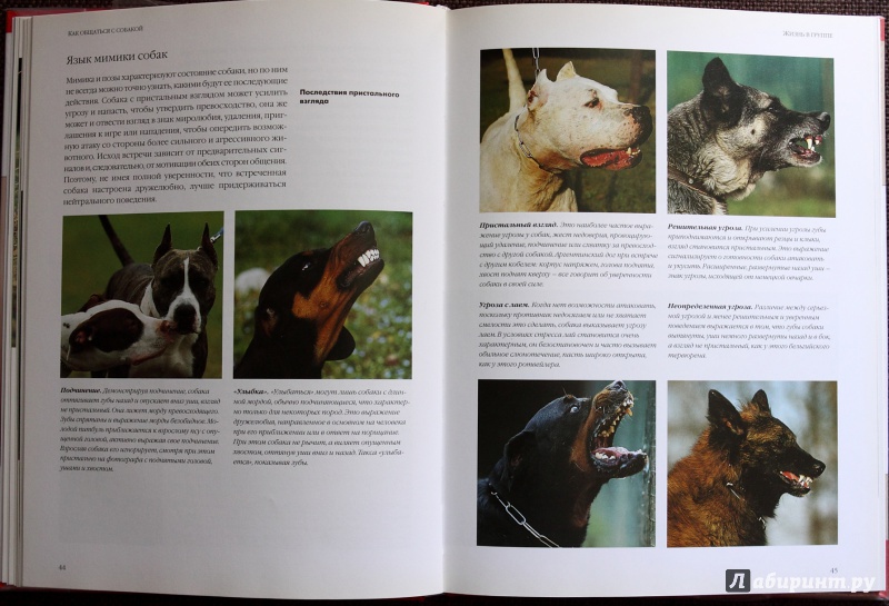 Иллюстрация 5 из 19 для Как общаться с собакой. Практическое руководство - Капра, Роботти | Лабиринт - книги. Источник: saadet63