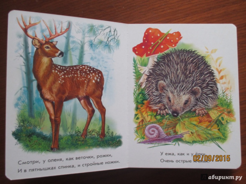 Иллюстрация 19 из 28 для Лесные зверята - Олеся Квитка | Лабиринт - книги. Источник: Марина Епифанцева