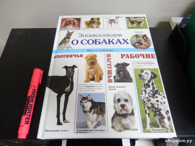 Иллюстрация 2 из 9 для Энциклопедия о собаках. Все о собаках | Лабиринт - книги. Источник: dbyyb
