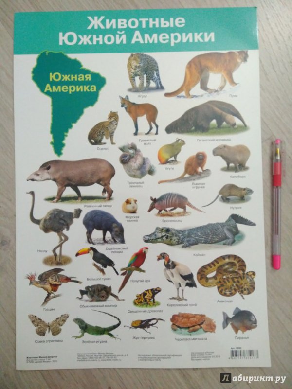 Иллюстрация 12 из 14 для Животные Южной Америки. Демонстрационный плакат (2882) | Лабиринт - книги. Источник: Тайна