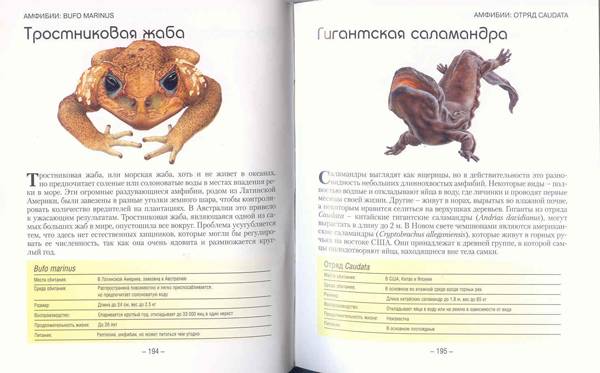 Иллюстрация 2 из 2 для Маленькие монстры: ящерицы, змеи, жуки, пауки - Паула Хаммонд | Лабиринт - книги. Источник: SvetaSan
