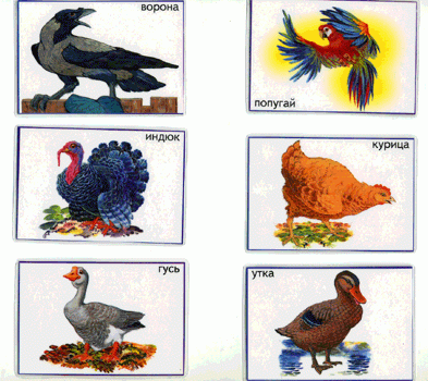 Иллюстрация 1 из 10 для Лото: Птицы 688 (350х500) | Лабиринт - игрушки. Источник: РИВА