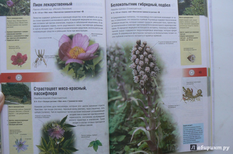 Иллюстрация 3 из 6 для Иллюстрированный травник. 350 видов лекарственных растений - Вольфганг Гензель | Лабиринт - книги. Источник: Марина