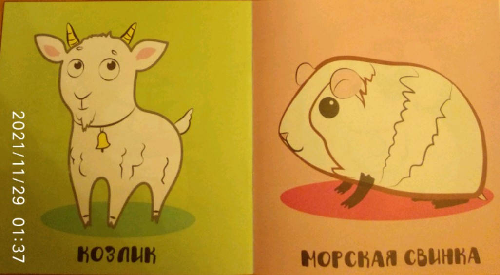 Иллюстрация 23 из 24 для Мои любимые животные. Книжка-раскраска | Лабиринт - книги. Источник: Авхадеева  Наталия Равильевна