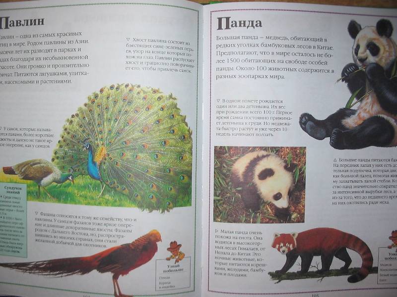Иллюстрация 10 из 11 для Все о животных - Фарндон, Кирквуд | Лабиринт - книги. Источник: Tamara