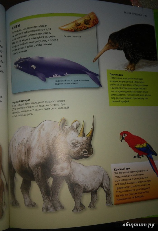 Иллюстрация 9 из 14 для Животные в опасности | Лабиринт - книги. Источник: WhiteOwl