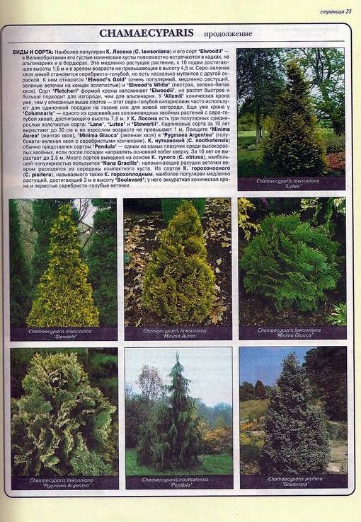Иллюстрация 7 из 24 для Все о вечнозеленых растениях - Дэвид Хессайон | Лабиринт - книги. Источник: Panterra