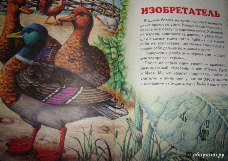 Иллюстрация 4 из 22 для Большая птичья книга | Лабиринт - книги. Источник: Половинка  Юля