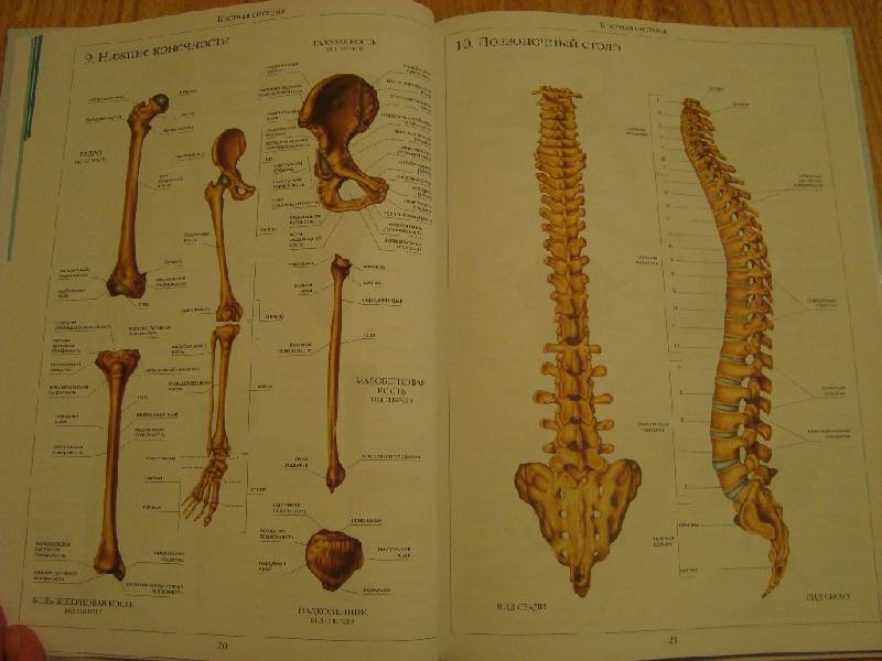 Иллюстрация 32 из 58 для Атлас анатомии человека | Лабиринт - книги. Источник: Константин Александрович
