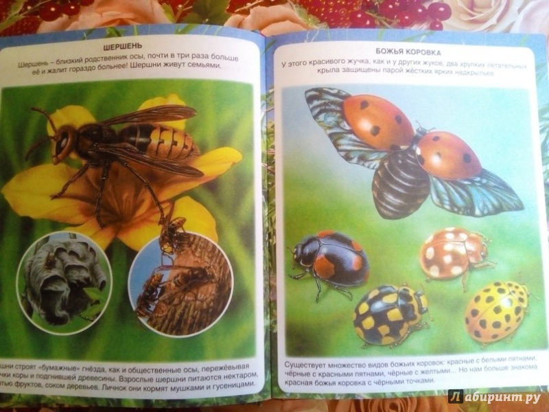 Иллюстрация 12 из 28 для Самые маленькие животные - Эмили Бомон | Лабиринт - книги. Источник: Степанова  Евгения Александровна