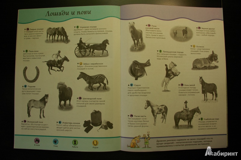 Иллюстрация 4 из 19 для Лошади и пони. Забавные наклейки | Лабиринт - книги. Источник: Busyay