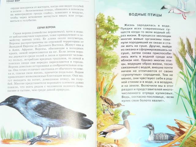 Иллюстрация 6 из 20 для Птицы - Александр Бугаев | Лабиринт - книги. Источник: Ромашка:-)