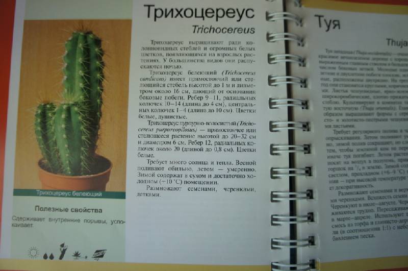 Иллюстрация 12 из 14 для Комнатные растения - Князева, Князева | Лабиринт - книги. Источник: Kseni
