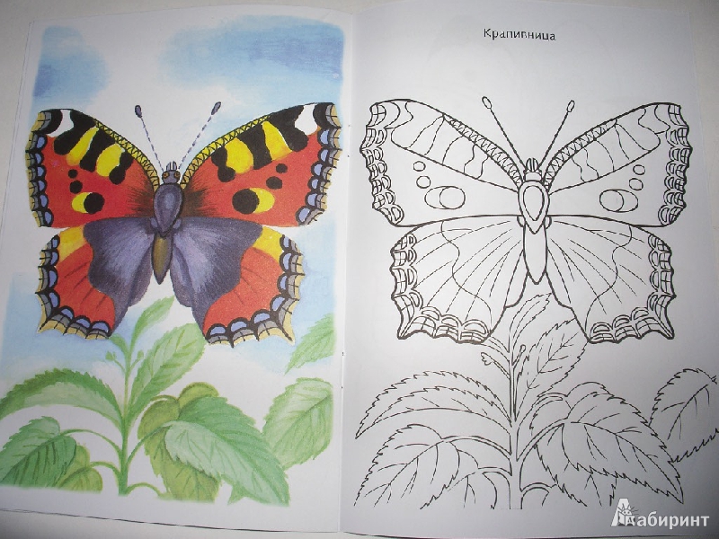 Иллюстрация 8 из 17 для Раскраска "Бабочки" | Лабиринт - книги. Источник: Tiger.