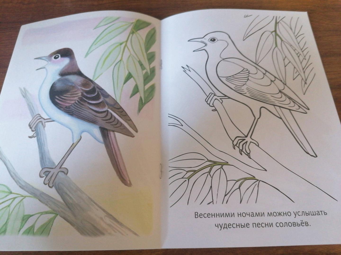 Иллюстрация 20 из 29 для Раскраска. Перелетные птицы | Лабиринт - книги. Источник: Савушкина Ольга