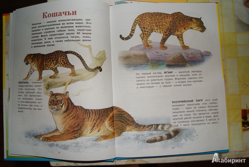 Иллюстрация 8 из 37 для Животные | Лабиринт - книги. Источник: Эрзюкова  Елена Алексеевна