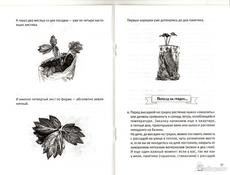 Иллюстрация 9 из 14 для Сажаем землянику в снег. Секрет раннего урожая - Инна Рожкова | Лабиринт - книги. Источник: Трубадур