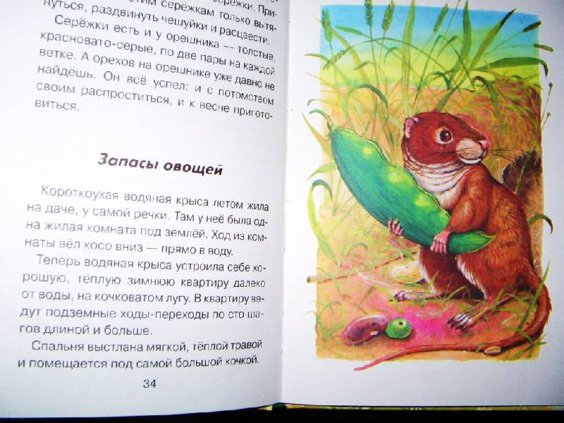 Иллюстрация 3 из 4 для Лесные детеныши - Виталий Бианки | Лабиринт - книги. Источник: Читательница