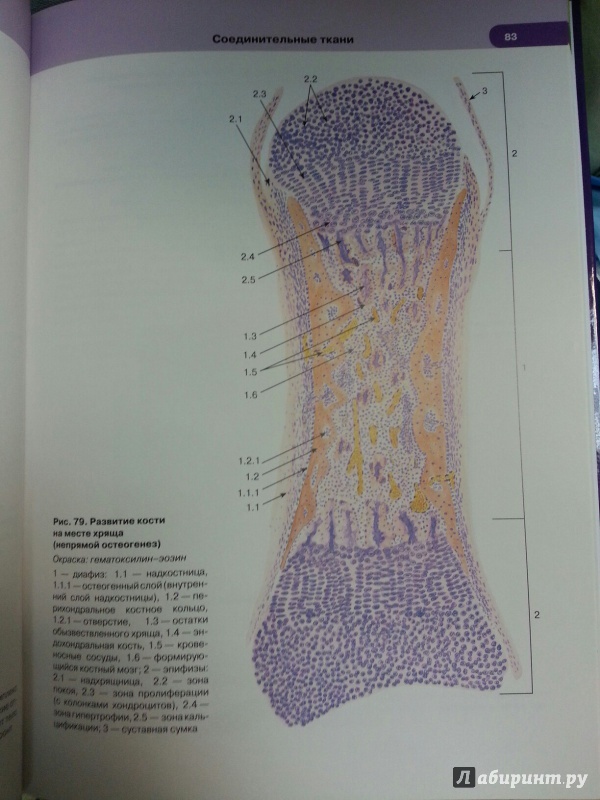 Иллюстрация 12 из 33 для Гистология, цитология и эмбриология. Атлас - Быков, Юшканцева | Лабиринт - книги. Источник: Den