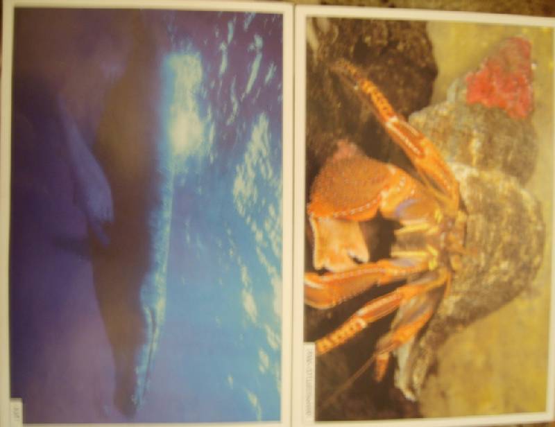 Иллюстрация 14 из 28 для Расскажите детям о морских обитателях: Наглядно-дидактическое пособие | Лабиринт - книги. Источник: Tatka