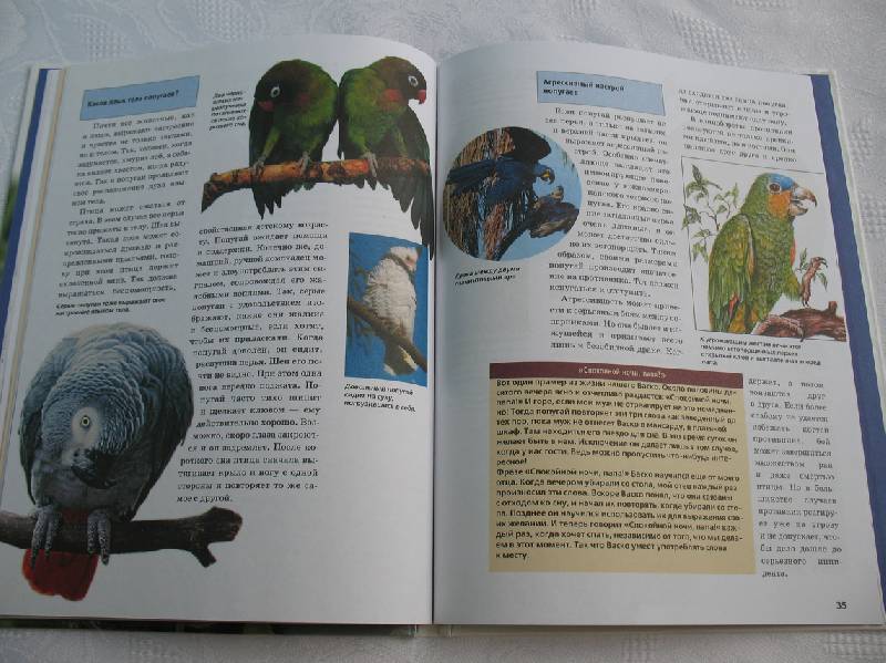 Иллюстрация 15 из 16 для Попугаи - Петра Даймер-Шютте | Лабиринт - книги. Источник: tayana