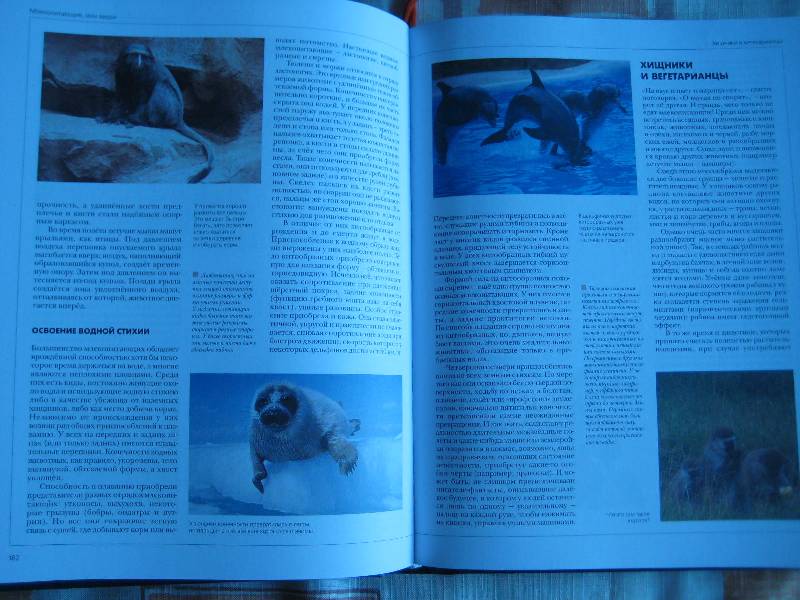 Иллюстрация 30 из 36 для Энциклопедия для детей. Птицы и звери (+CD) | Лабиринт - книги. Источник: ТОЧКА