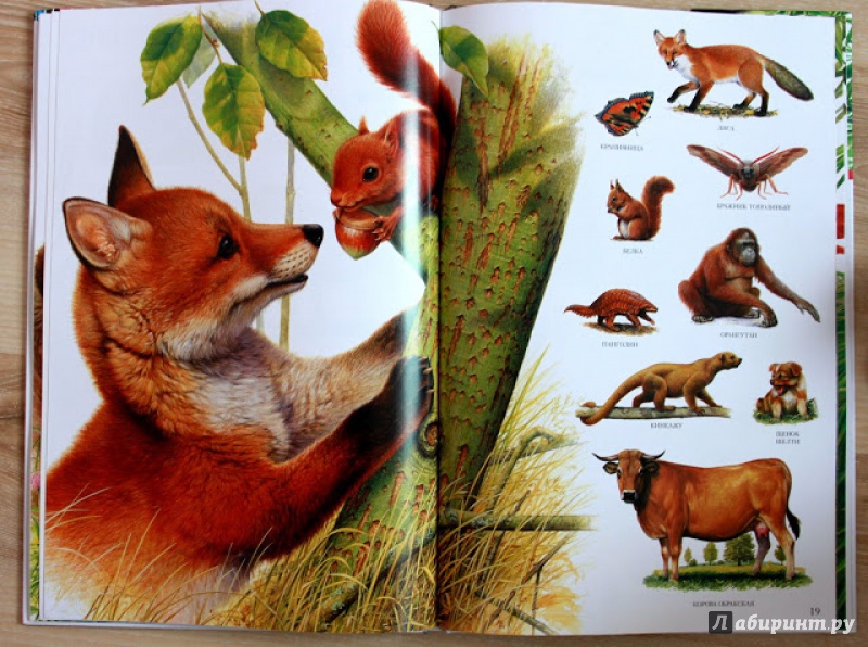 Иллюстрация 7 из 31 для Большой атлас животных - Селин Потард | Лабиринт - книги. Источник: Куликовских  Наталья