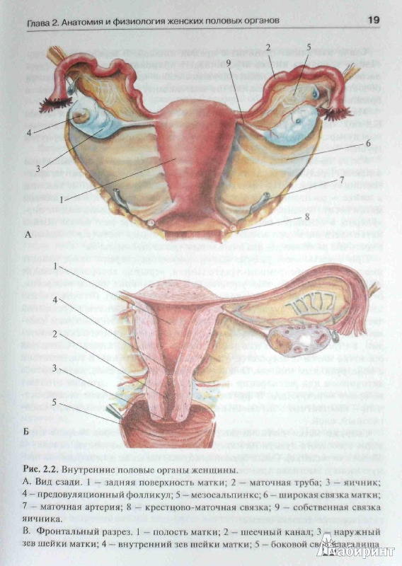 Главные женские органы. Анатомия женских половых органов Акушерство. Женские внутренние органы. Схема женских органов. Строение половых органов женщины.