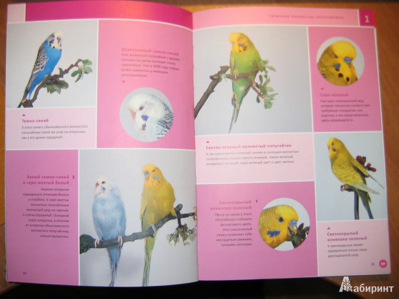 Иллюстрация 8 из 16 для Мой волнистый попугайчик - Иммануэль Бирмелин | Лабиринт - книги. Источник: RoMamka