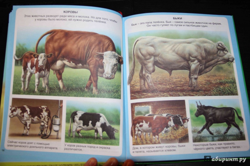 Иллюстрация 14 из 59 для Животные - Эмили Бомон | Лабиринт - книги. Источник: Vilvarin  Laurea