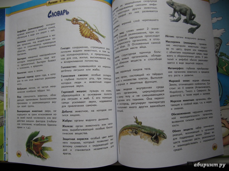 Иллюстрация 13 из 13 для Рептилии и амфибии | Лабиринт - книги. Источник: Чернова  Анастасия Юрьевна
