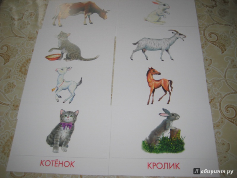 Иллюстрация 11 из 21 для Дидактические карточки "Домашние животные и их детеныши" | Лабиринт - игрушки. Источник: Оксана Бельнова