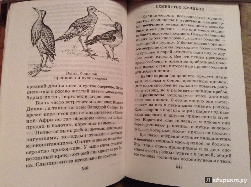 Иллюстрация 5 из 14 для Все о динозаврах, современных животных и растениях - Целлариус, Ляхов, Багрова | Лабиринт - книги. Источник: bunabuna350