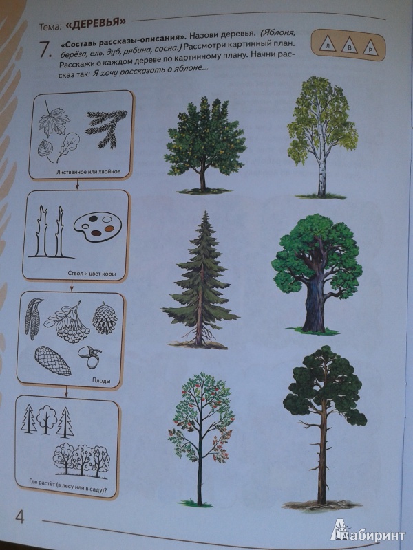 Тема деревья в подготовительной группе