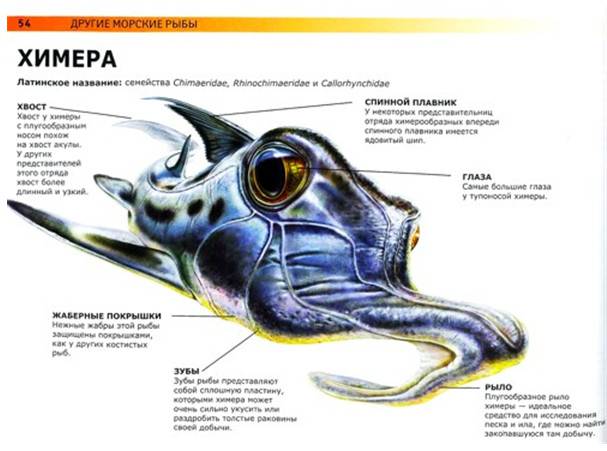 Иллюстрация 4 из 36 для Акулы и другие монстры подводного мира: самые ужасные создания Мирового океана - Сюзан Барраклаух | Лабиринт - книги. Источник: Золотая рыбка
