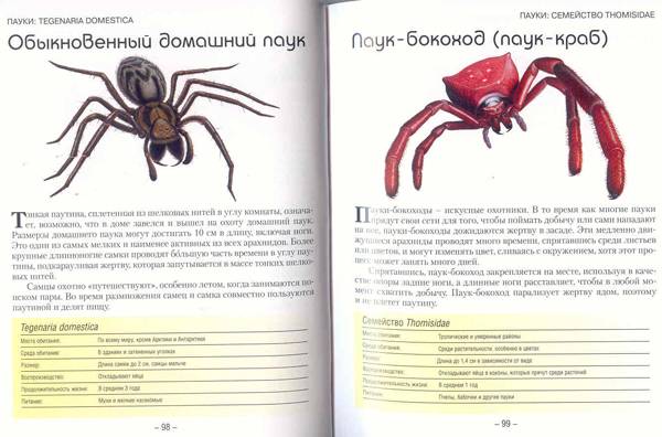 Иллюстрация 1 из 2 для Маленькие монстры: ящерицы, змеи, жуки, пауки - Паула Хаммонд | Лабиринт - книги. Источник: SvetaSan