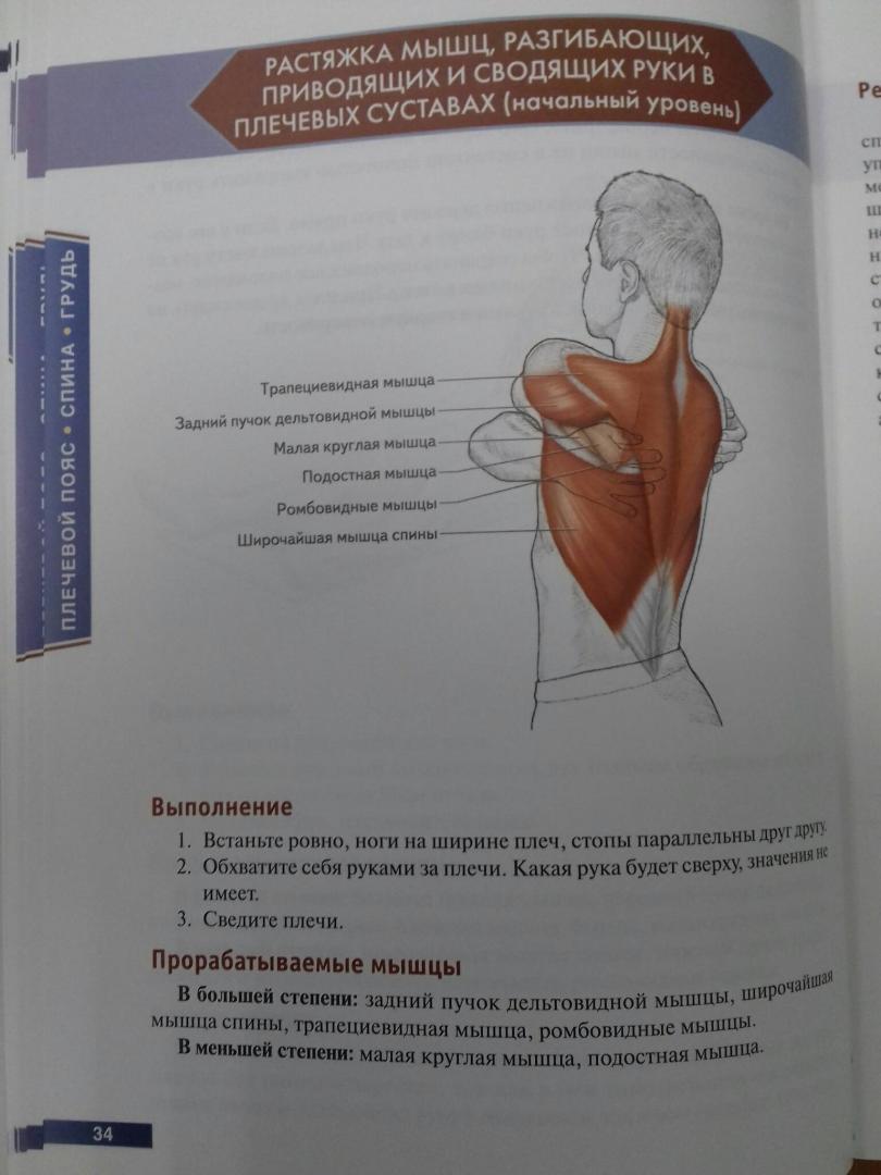 Иллюстрация 63 из 73 для Анатомия упражнений на растяжку - Нельсон, Кокконен | Лабиринт - книги. Источник: Степанов  Борис