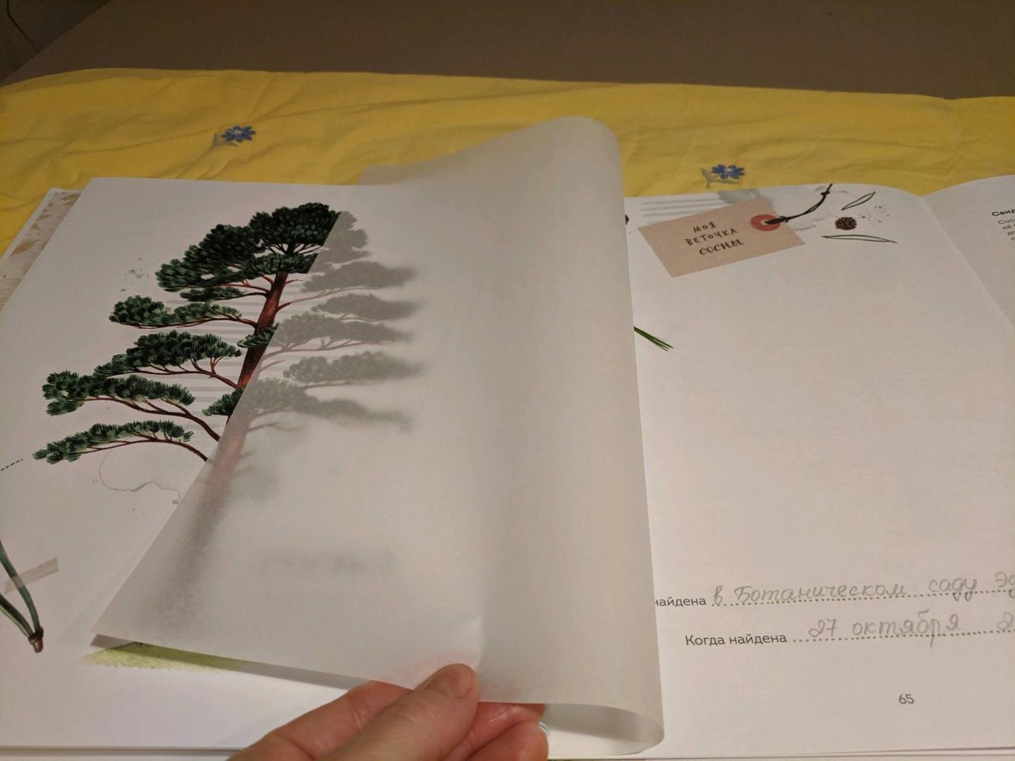 Иллюстрация 106 из 126 для Мой гербарий. Листья деревьев - Анна Васильева | Лабиринт - книги. Источник: Krutova-Harper Olga