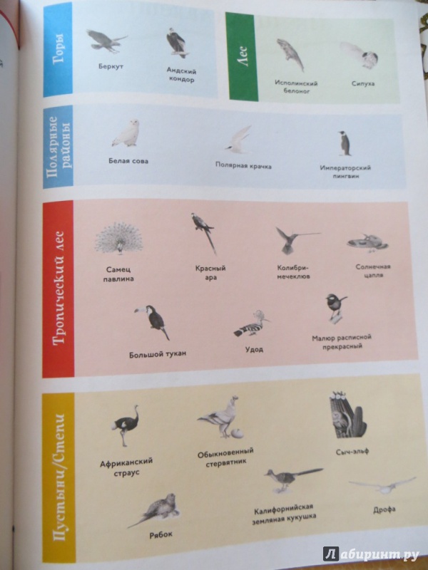 Иллюстрация 10 из 15 для Птицы. С забавными наклейками | Лабиринт - книги. Источник: Ko-ren