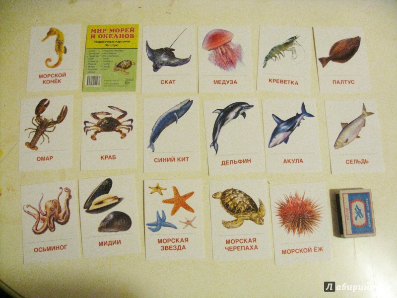 Иллюстрация 7 из 16 для Раздаточные карточки "Мир морей" (16 штук) | Лабиринт - книги. Источник: Лабиринт
