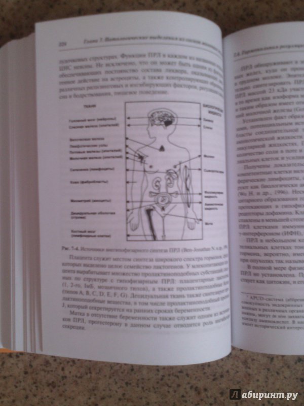 Иллюстрация 12 из 15 для Симптом, синдром, диагноз. Дифференциальная диагностика в гинекологии - Подзолкова, Глазкова | Лабиринт - книги. Источник: Лабиринт
