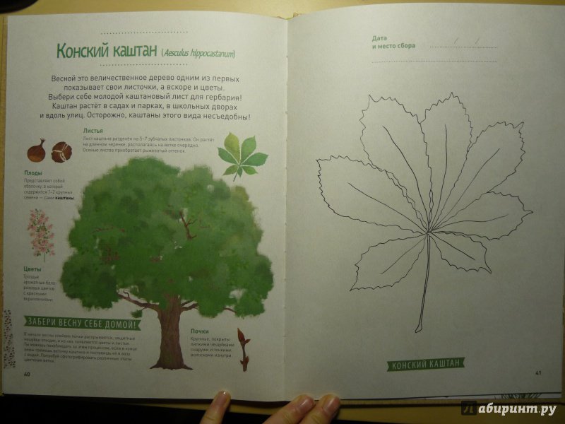 Иллюстрация 18 из 44 для Мой лесной гербарий - Анна Томас-Белли | Лабиринт - книги. Источник: Ухова  Юлия