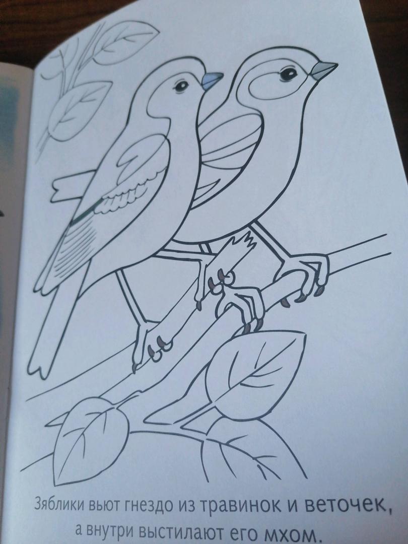Иллюстрация 29 из 29 для Раскраска. Перелетные птицы | Лабиринт - книги. Источник: Савушкина Ольга